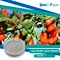 Goji Berry Juice Powder is rich in polysaccharide,  protein, free amino acids, taurine, betaine, vitamins B1, B2, E and C, especially carotenoids.